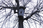 treehouse_154.jpg