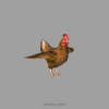 chicken_static.jpg