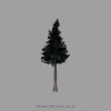 foliage_tree_pine_sm_b.jpg