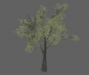 shadow_tree_grey_oak_xl_a.jpg