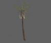 tree_desertpalm02.jpg