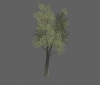 tree_grey_oak_lg_a.jpg