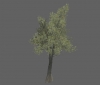 tree_grey_oak_med_a.jpg