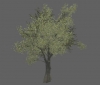 tree_grey_oak_xl_a.jpg