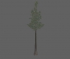 tree_pine_lg_b.jpg