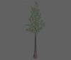 tree_pine_sm_b.jpg