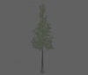 tree_pine_xl_b.jpg