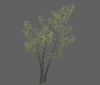 tree_river_birch_lg_a.jpg