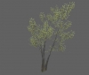 tree_river_birch_lg_b.jpg