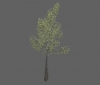 tree_river_birch_med_a.jpg