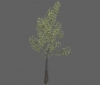 tree_river_birch_med_b.jpg
