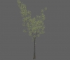 tree_river_birch_xl_a.jpg