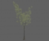 tree_river_birch_xl_b.jpg