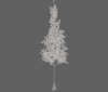 tree_snow_pine_xl_c.jpg
