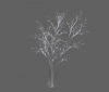 tree_snow_river_birch_lg_c.jpg